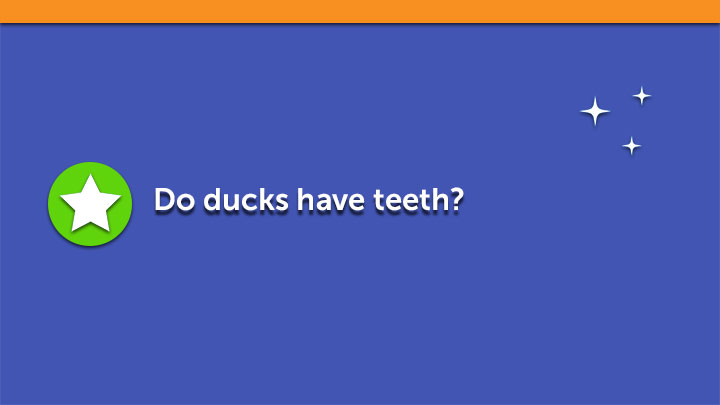 Do ducks have teeth?